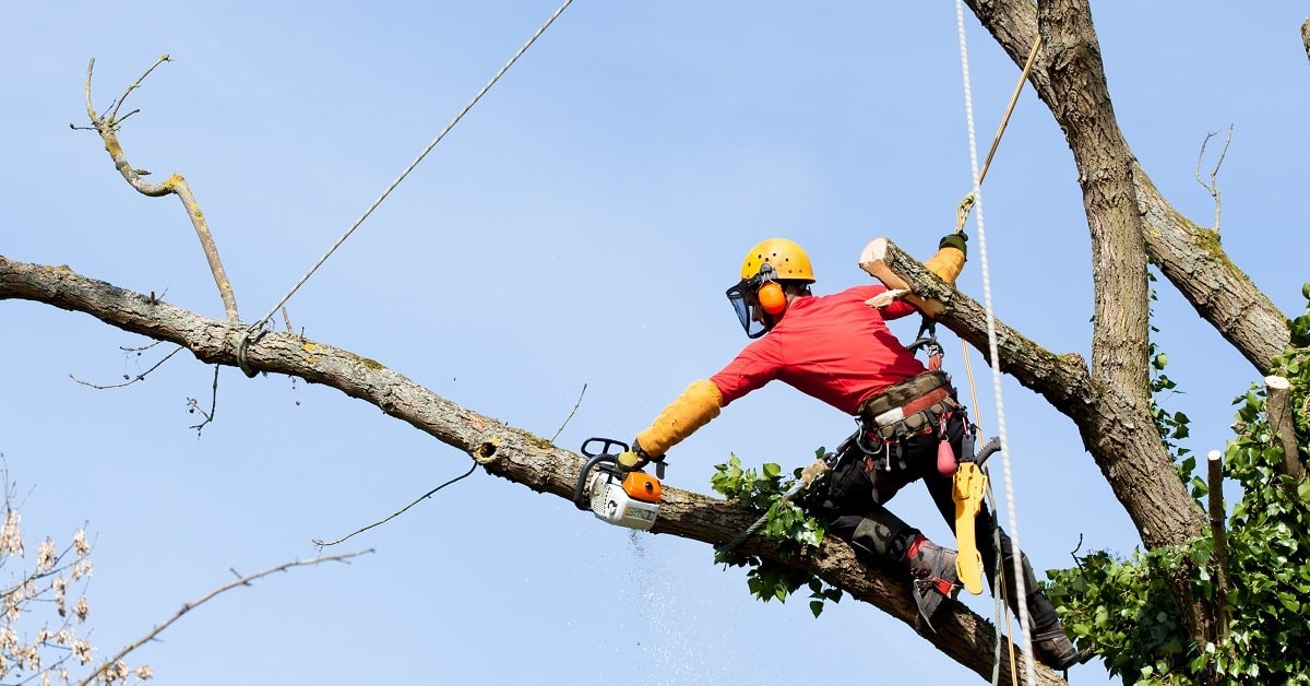 tree care worker safety tips