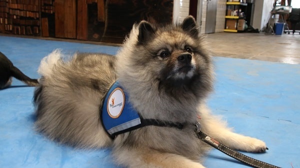 canine therapy corps chicago